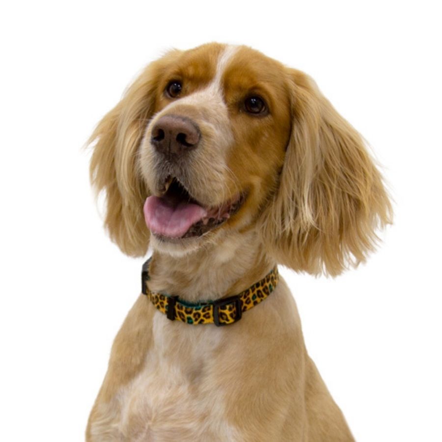 Dog collar leopard, , large image number null